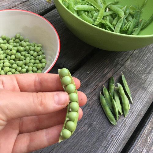 Piselli appena raccolti: baccello aperto in mano, piselli sgranati in una ciotola