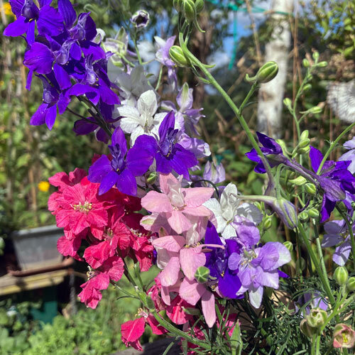 Mazzo di speronelle annuali blu, viola, rosa, rosse e bianche