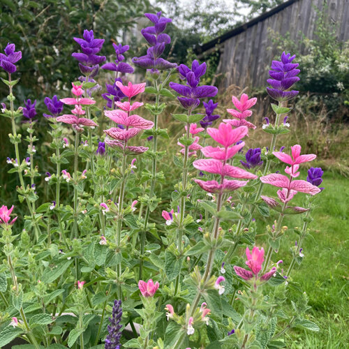 Salvia viridis con brattee rosa e viola