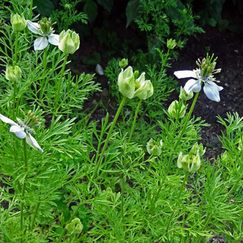 Cumino nero (Nigella sativa) con fiori chiari, boccioli e fogliame finemente diviso