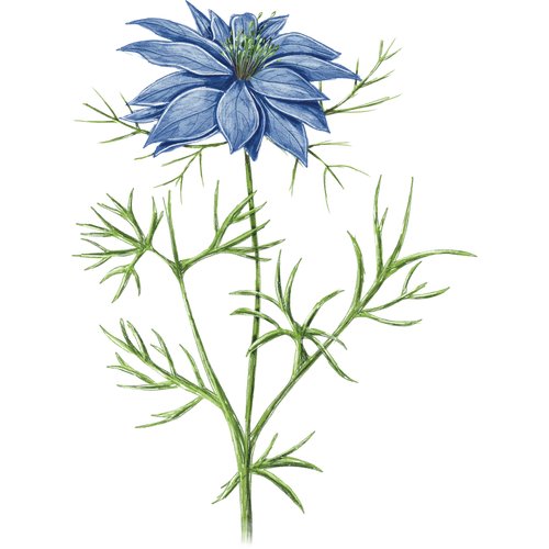Nigella damascena