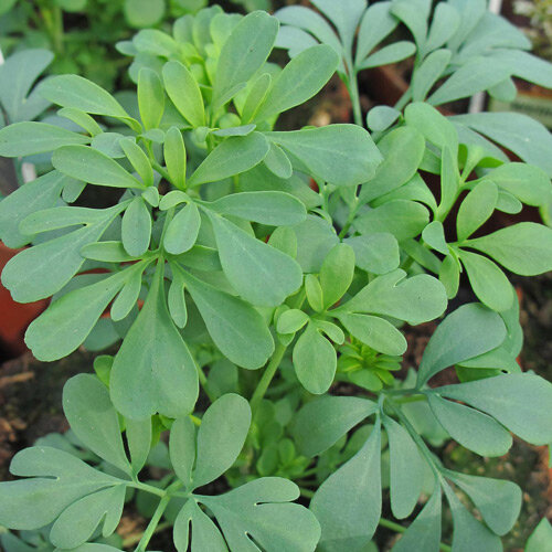 Foglie verde-azzurre di ruta comune (Ruta graveolens)