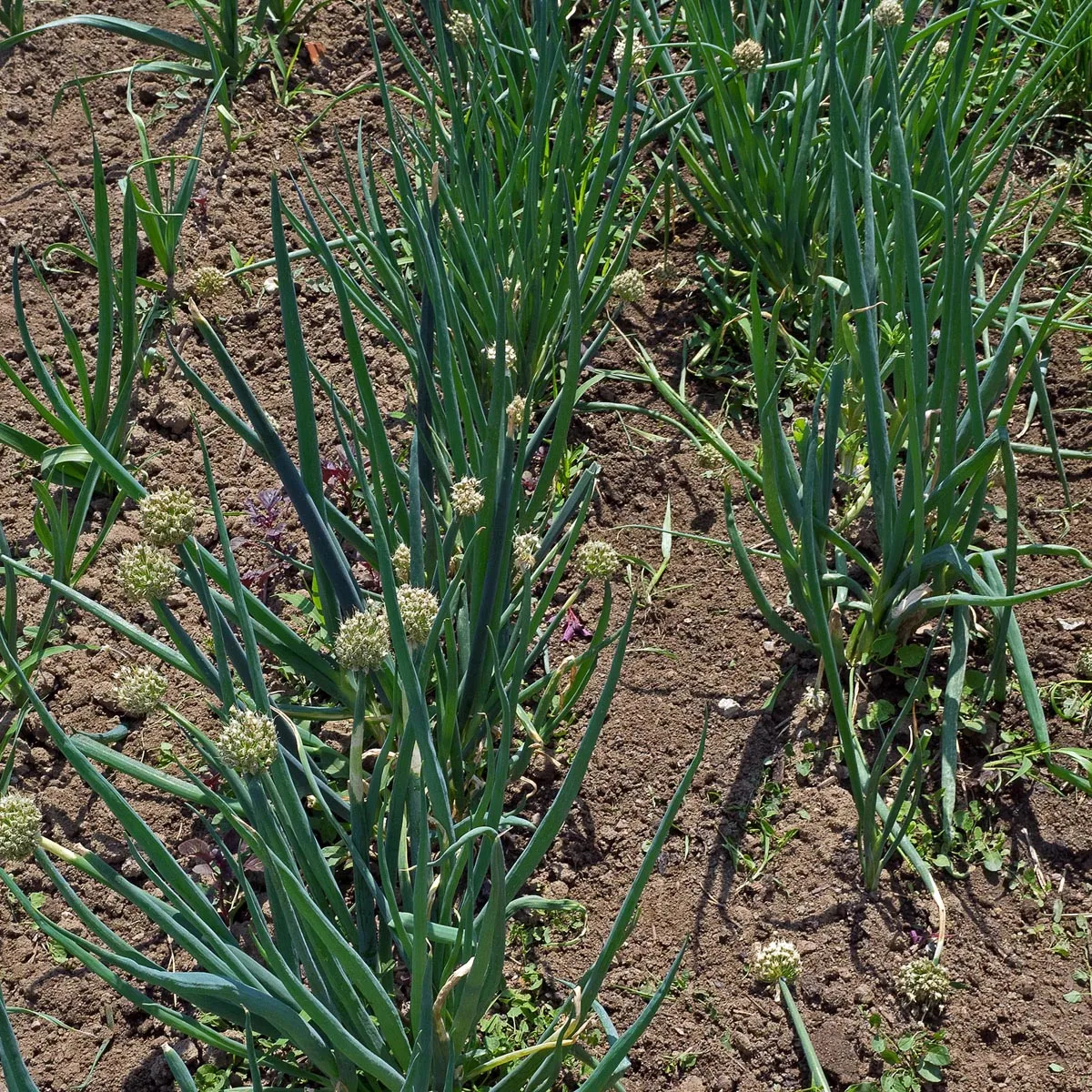 Winterheckenzwiebel (Allium fistulosum) Bio Saatgut
