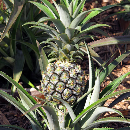 Pianta di ananas con un frutto giovane tra foglie dal margine spinoso