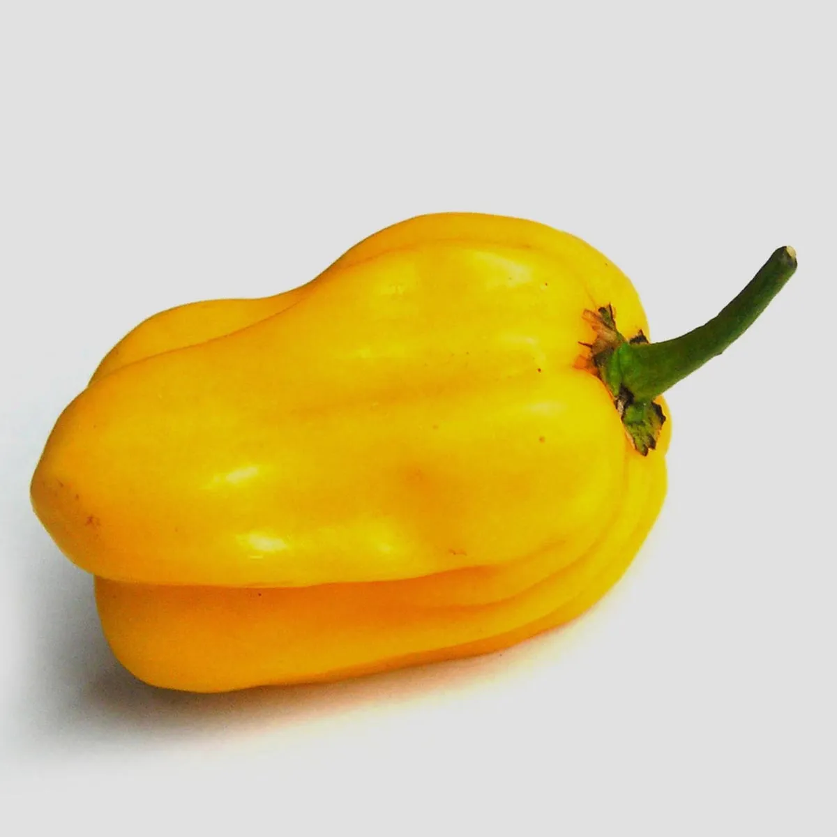 Habanero Chili 'Ají Umba' (Capsicum chinense) Samen