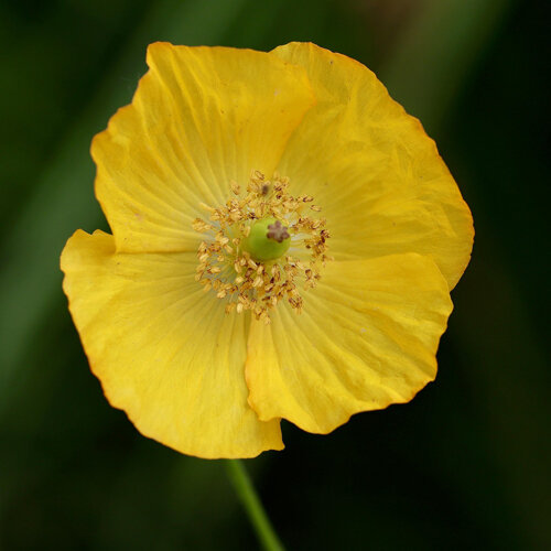 Fiore giallo del papavero alpino (Papaver alpinum)