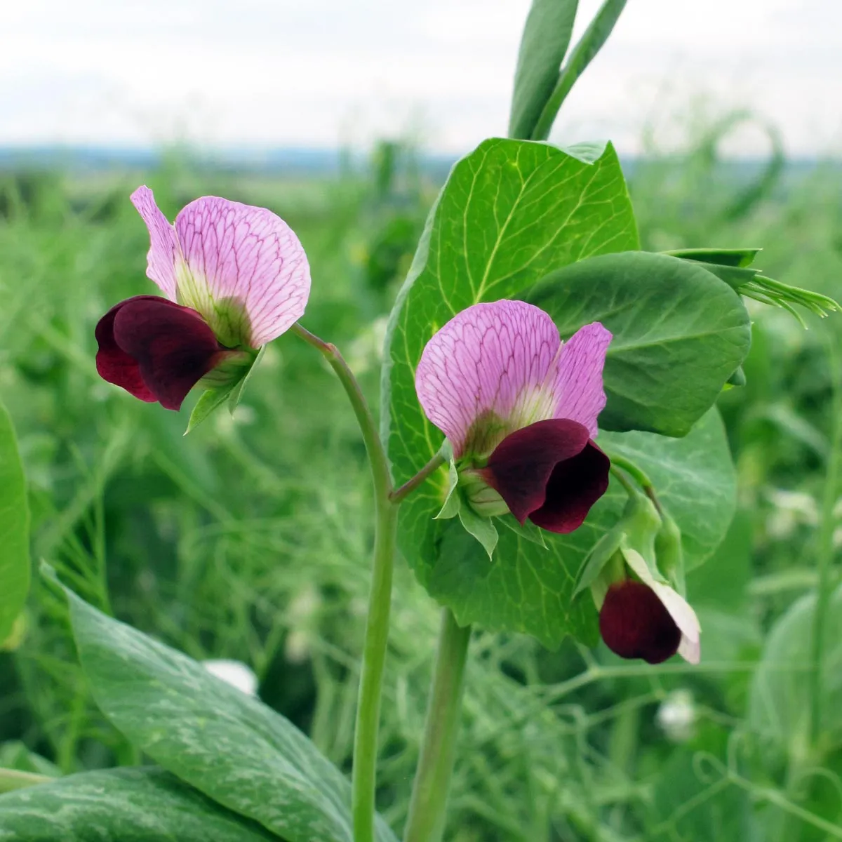 Winterzuckererbse 'Frieda Welten' (Pisum sativum) Bio Saatgut