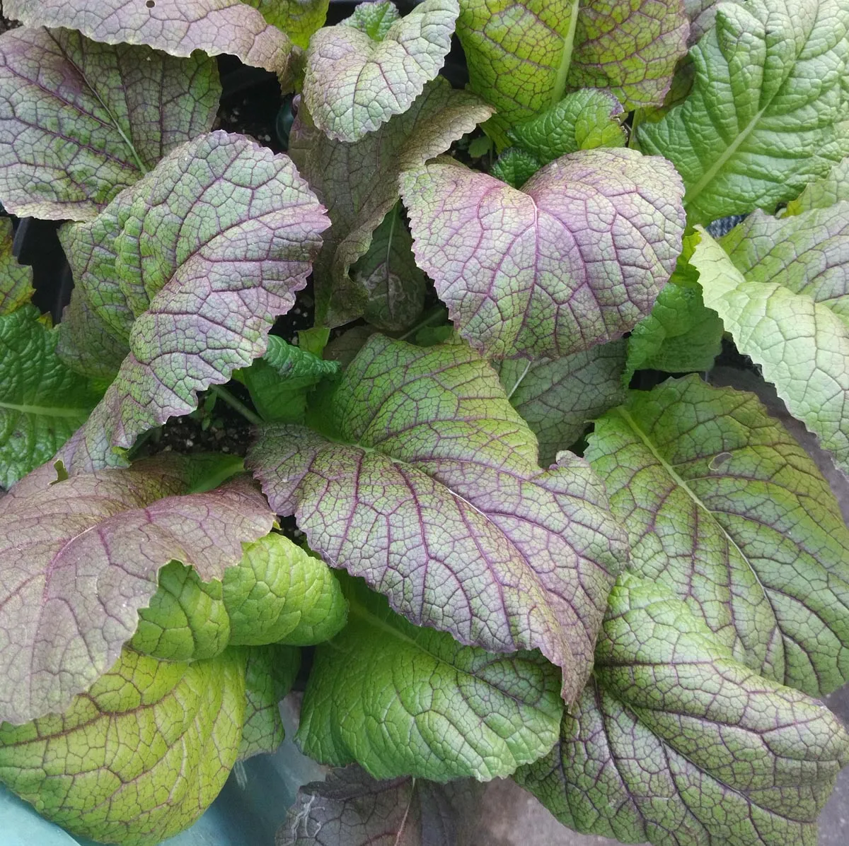 Roter Blattsenf 'Osaka Purple' (Brassica juncea) Bio Saatgut