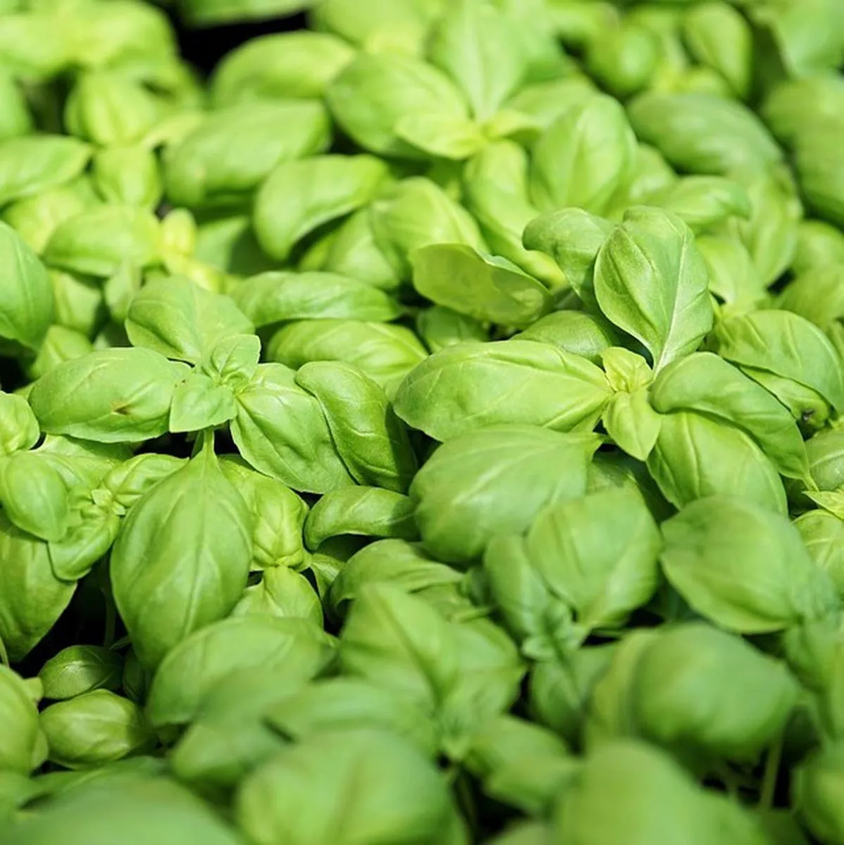 Genoveser Basilikum 'Mittelgroß' (Ocimum basilicum) Bio Saatgut