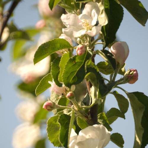 Fiori di melo bianchi e boccioli rosa in piena primavera
