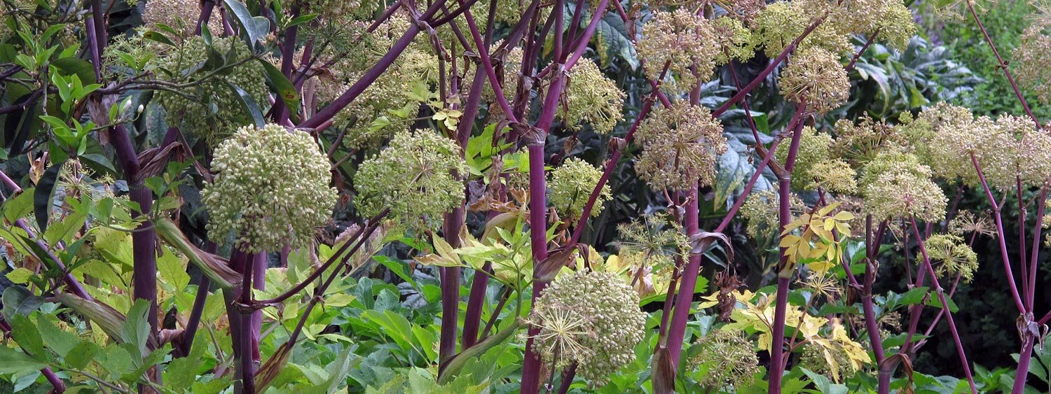 Angelica (Angelica archangelica)
