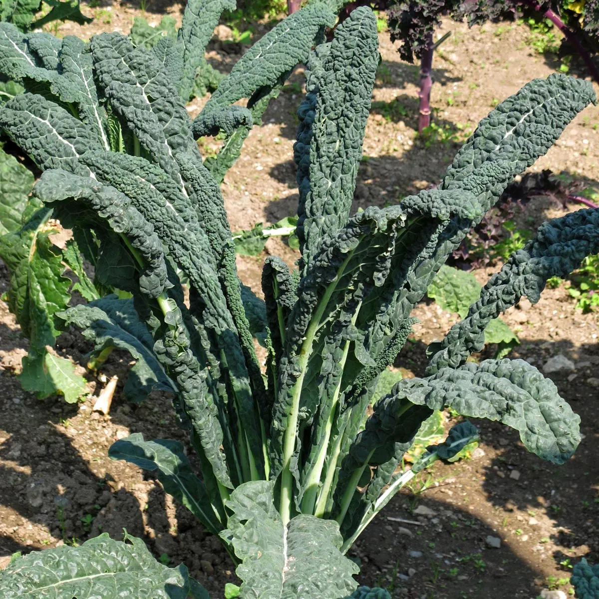 Toskanischer Palmkohl 'Cavolo Nero di Toscana' (Brassica oleracea) Bio Saatgut
