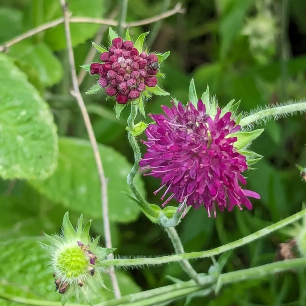 Purpurrote Samt-Skabiose (Scabiosa atropurpurea) Samen