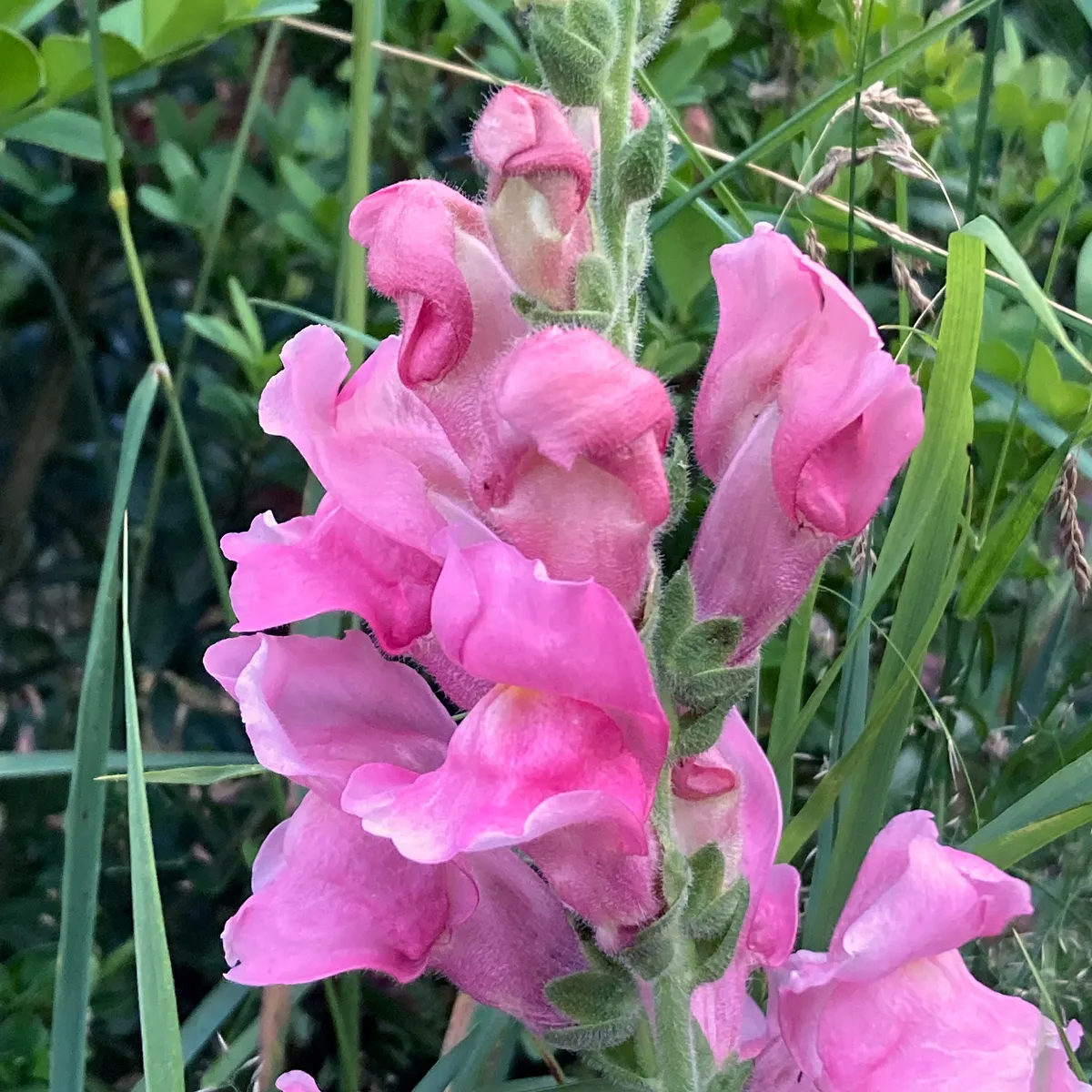 Rosa Löwenmäulchen 'The Rose' (Antirrhinum majus) Samen