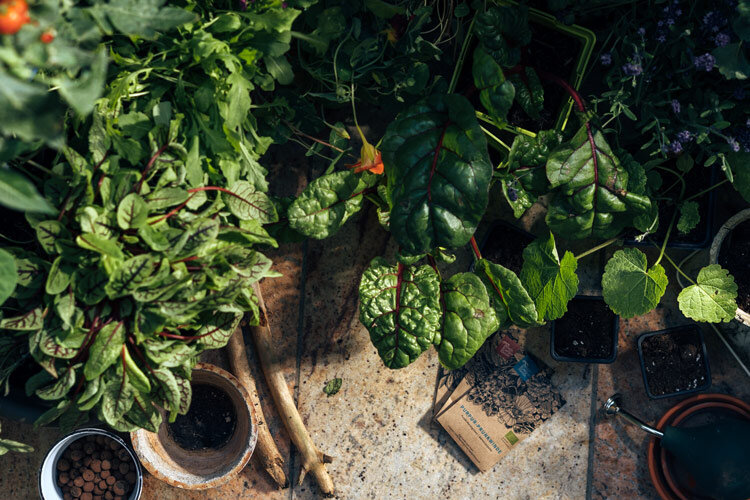 Balcone rigoglioso visto dall'alto: bietola da coste, erbe aromatiche e pomodori in vaso, terriccio e argilla espansa