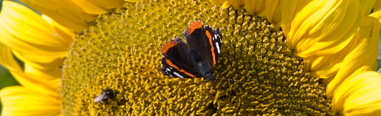 Vanessa atalanta su un girasole