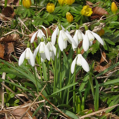 Bucaneve in fiore all'inizio della primavera, dietro fiori primaverili gialli