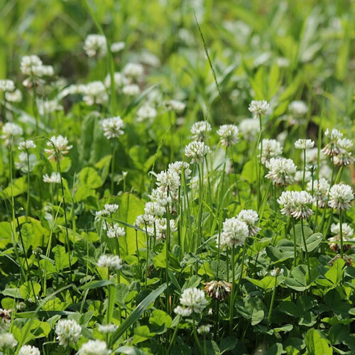 Trifoglio bianco (Trifolium repens) fiorito nel prato