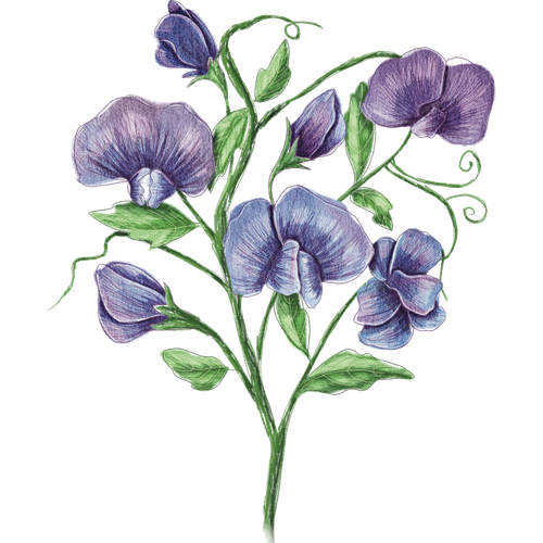Pisello odoroso