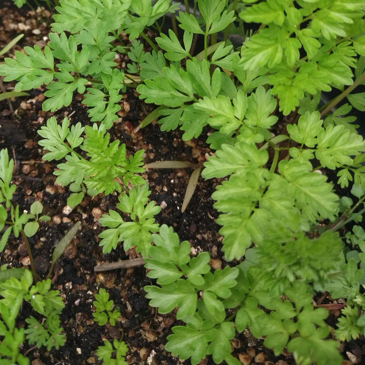 Kerbelrübe (Chaerophyllum bulbosum) Samen