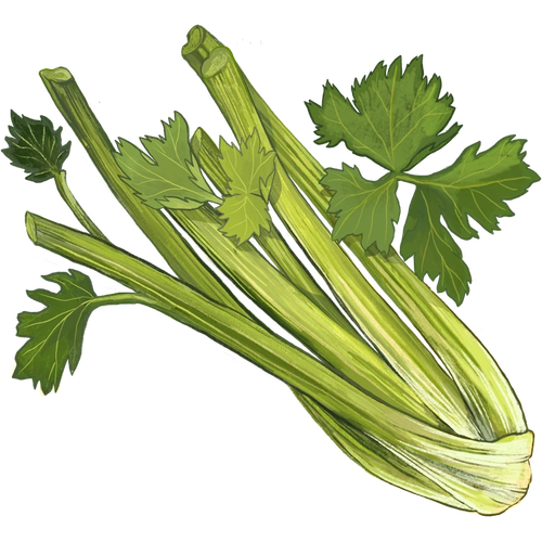 Ortaggi a germoglio