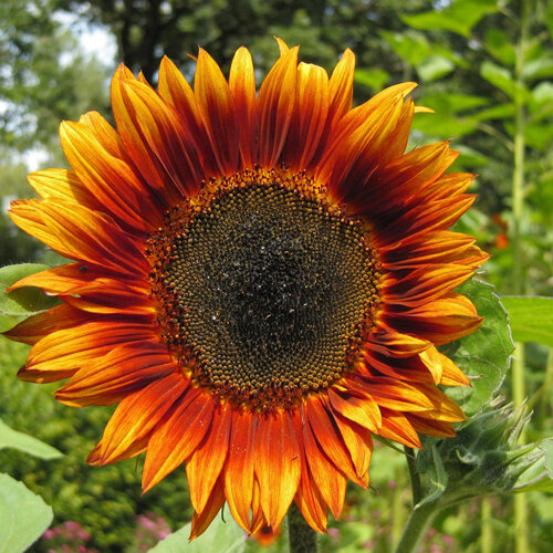Girasole con petali rosso arancio e centro scuro