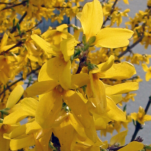 Forsizia (Forsythia) in piena fioritura gialla