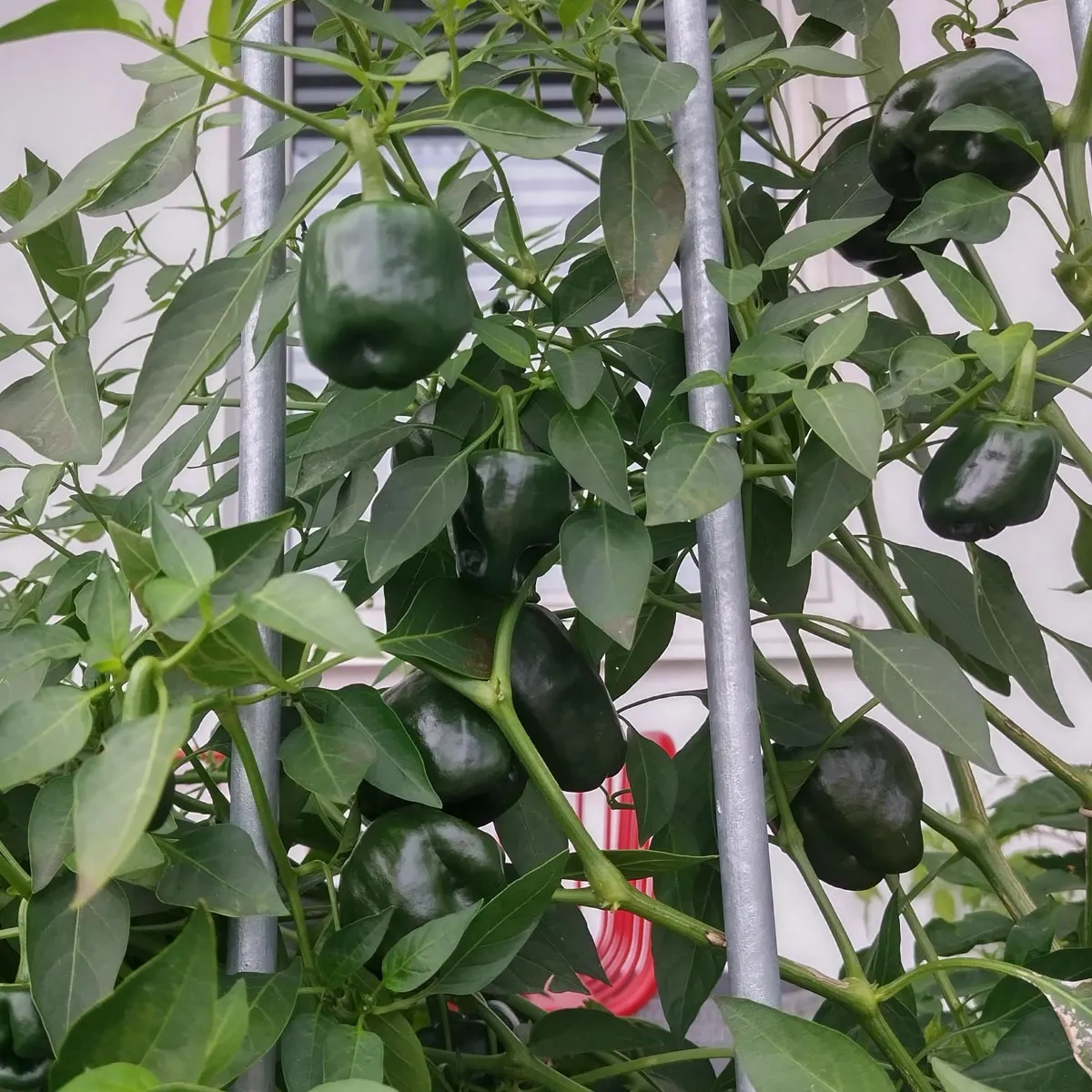 Mexikanischer Chili 'Chilhuacle Negro' (Capsicum annuum) Samen
