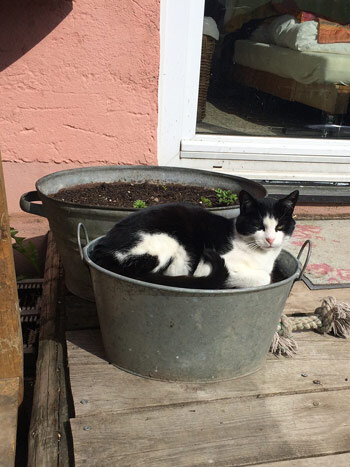 Gatto bianco e nero sdraiato in una tinozza di zinco accanto a una fioriera al sole