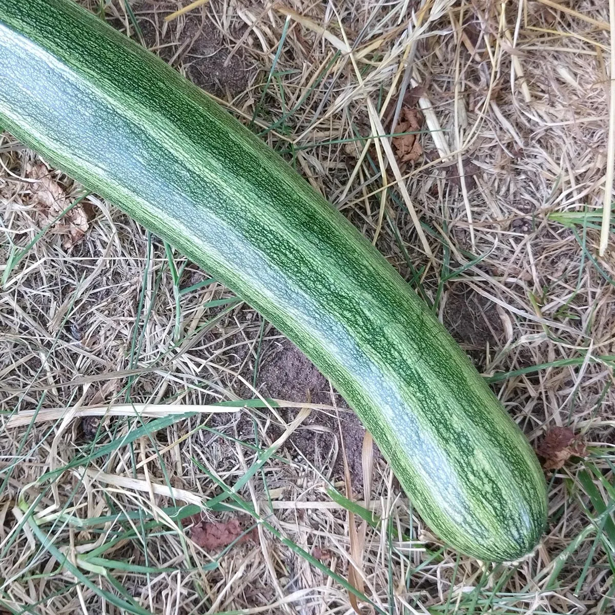 Zucchini 'Cocozelle di Tripolis' (Cucurbita pepo) Samen