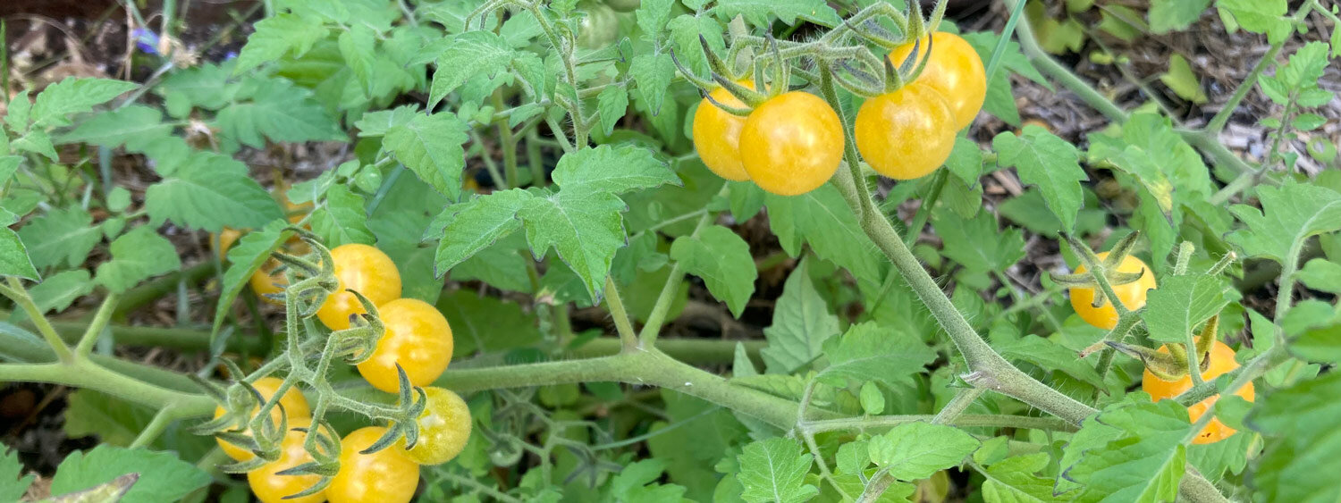Pomodori selvatici robusti