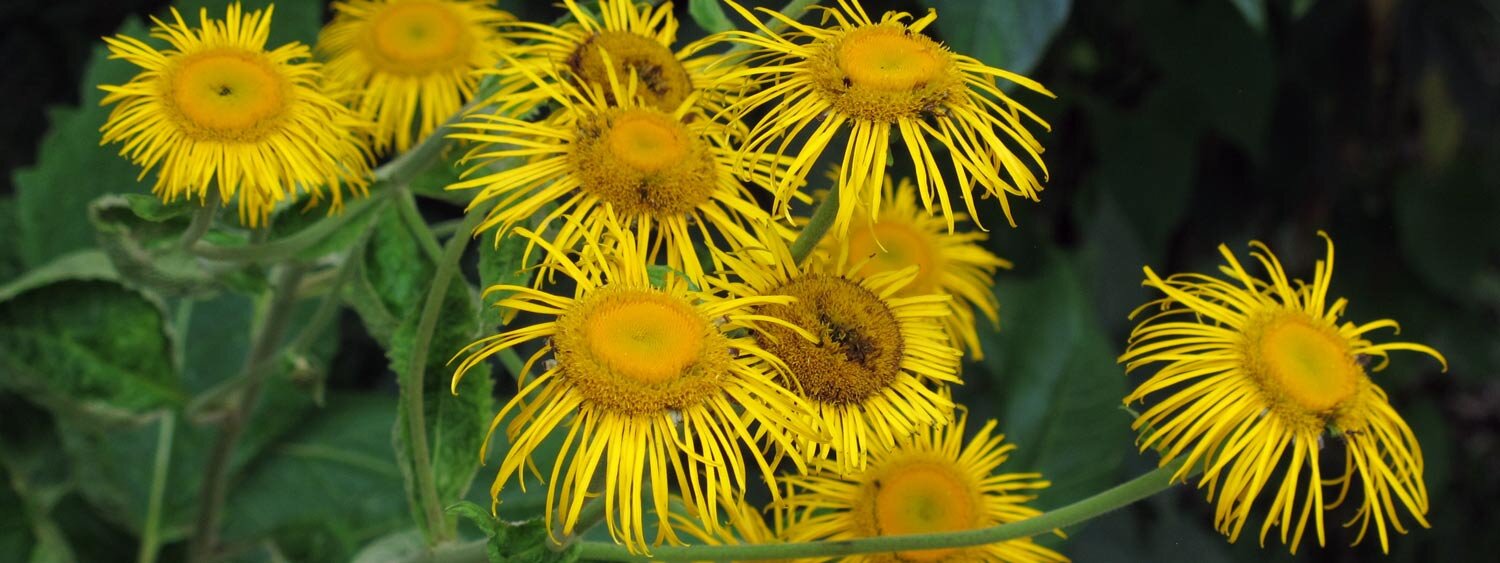Fiori di enula campana