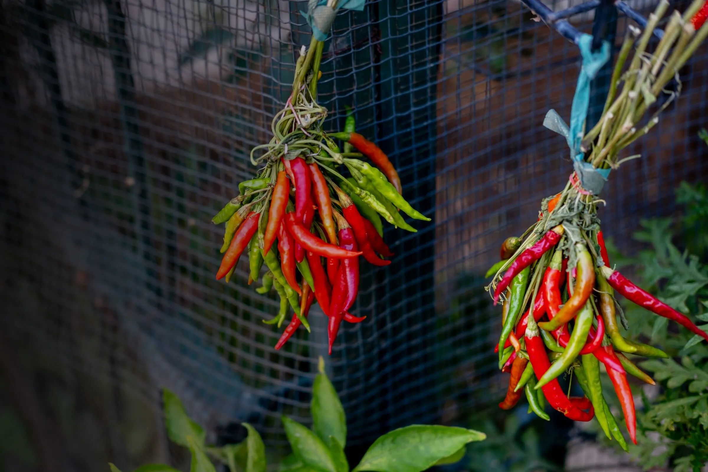 Bündel roter Chilischoten hängen zum Trocknen