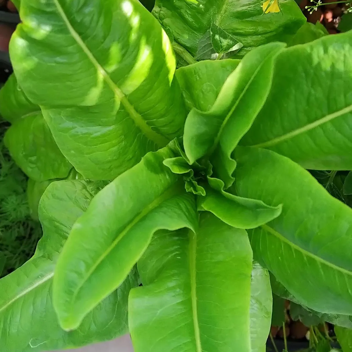 Romanasalat 'Rehzunge' (Lactuca sativa) Bio Saatgut