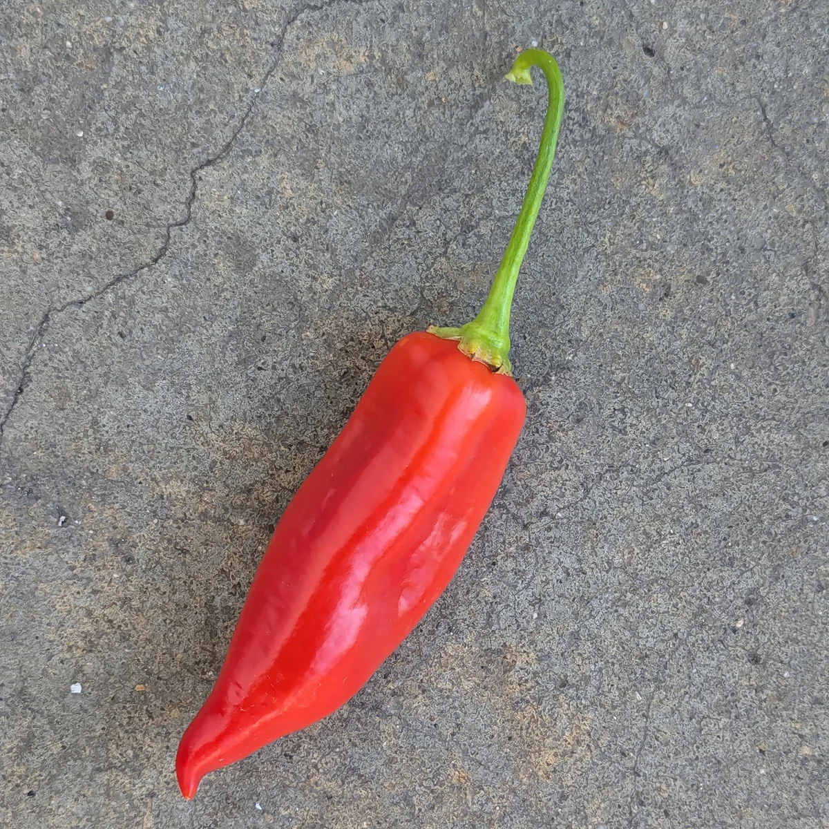 Chili 'Aji Delight' (Capsicum baccatum) Bio-Saatgut