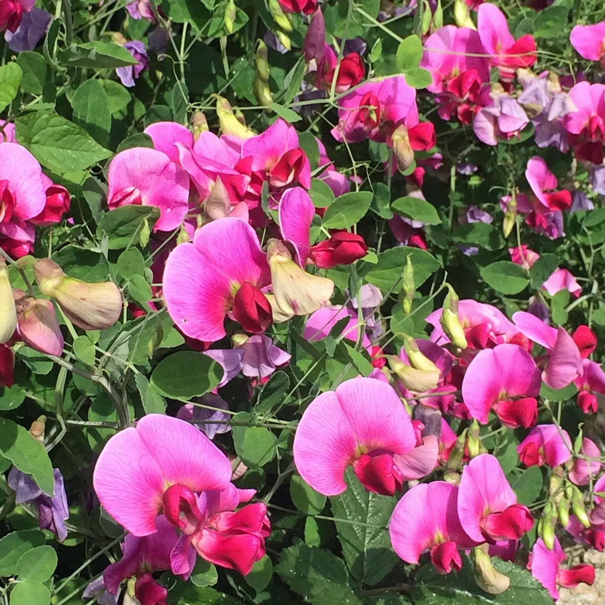 Zwerg-Duftwicke 'Bijou Mix' (Lathyrus odoratus) Samen