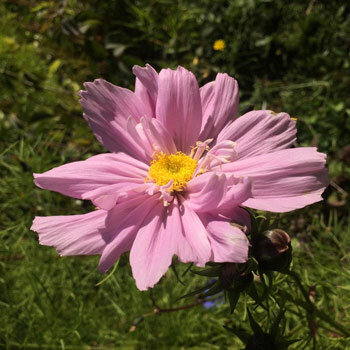 Cosmos rosa 'Pink' (Cosmos bipinnatus) in fiore