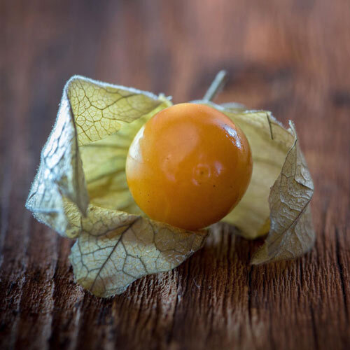 Physalis matura (alchechengi del Perù) nel suo involucro secco aperto