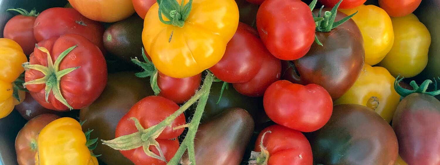 Pomodori appena raccolti rossi, gialli e bruno scuro, tra cui varietà costolute