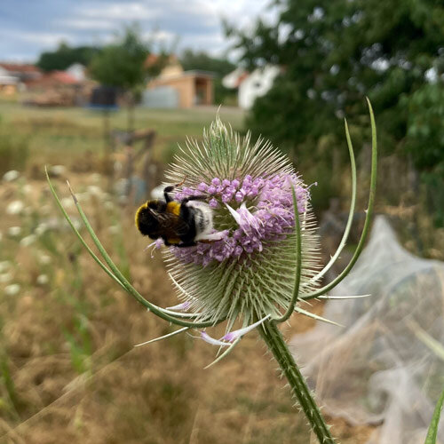Fiore del cardo dei lanaioli selvatico
