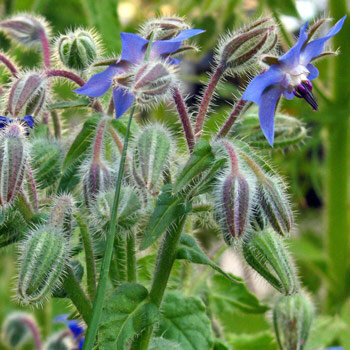 Borragine (Borago officinalis) con fiori blu e boccioli pelosi