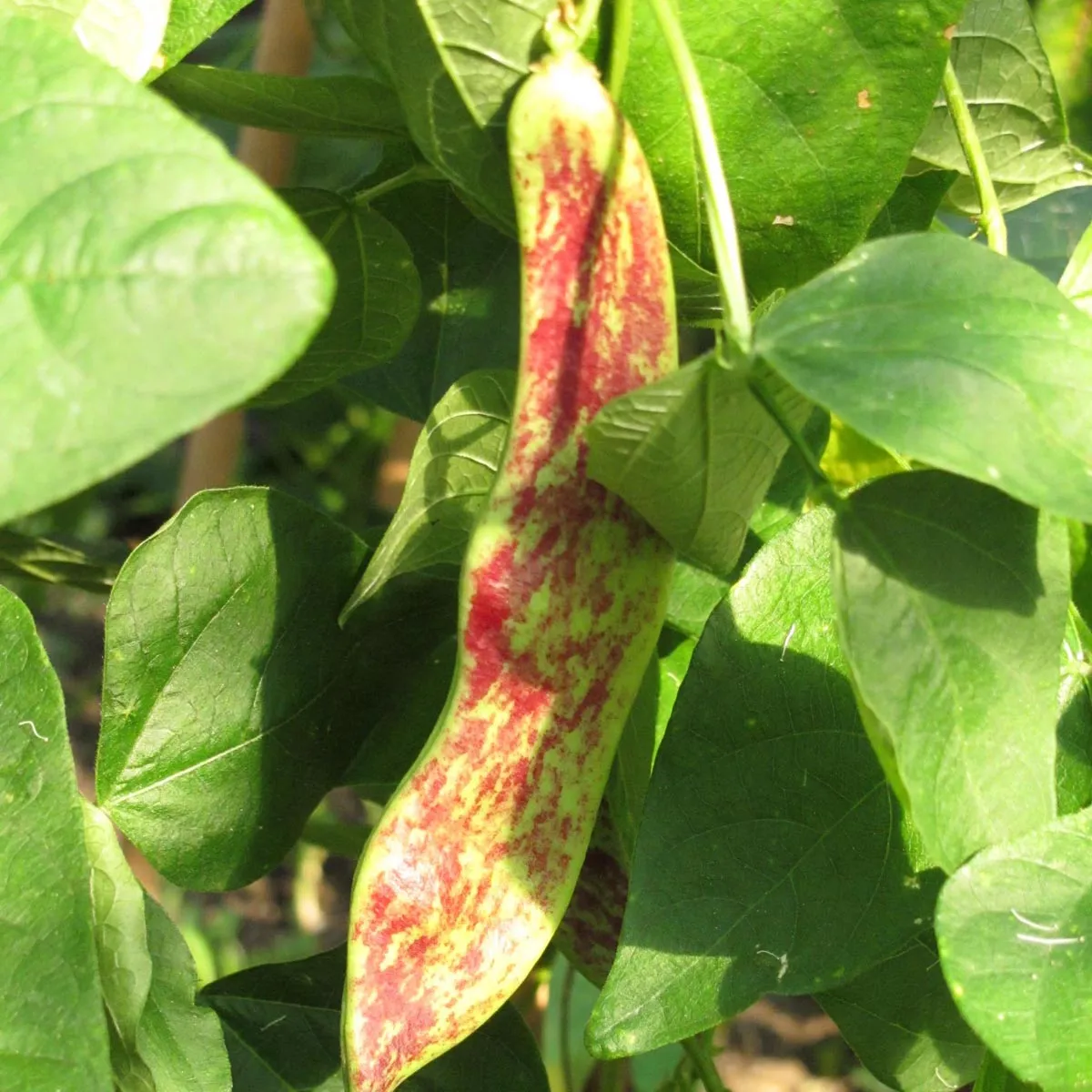 Stangenbohne 'Borlotto Lingua Di Fuoco' (Phaseolus vulgaris) Samen
