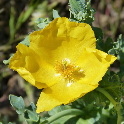 Papavero cornuto (Glaucium flavum) con fiore giallo acceso e foglie verde azzurro