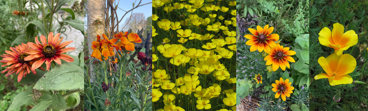 Cool flowers, fiori estivi annuali rustici