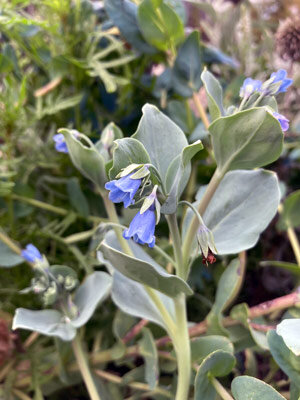 Pianta ostrica (Mertensia maritima) con fiori a campanella blu e foglie verde-azzurre