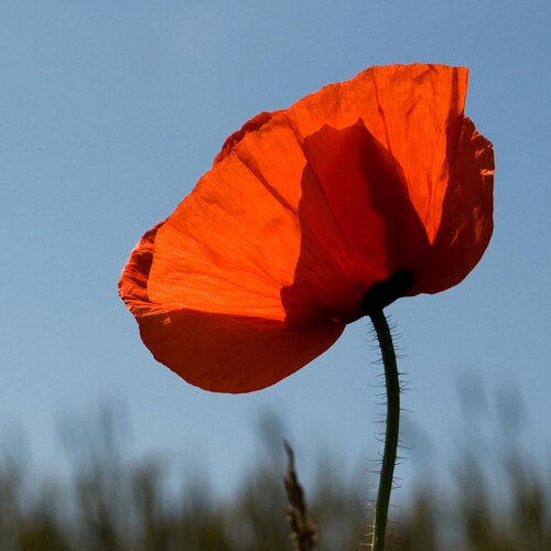 Fiore rosso di papavero comune (Papaver rhoeas) contro il cielo azzurro