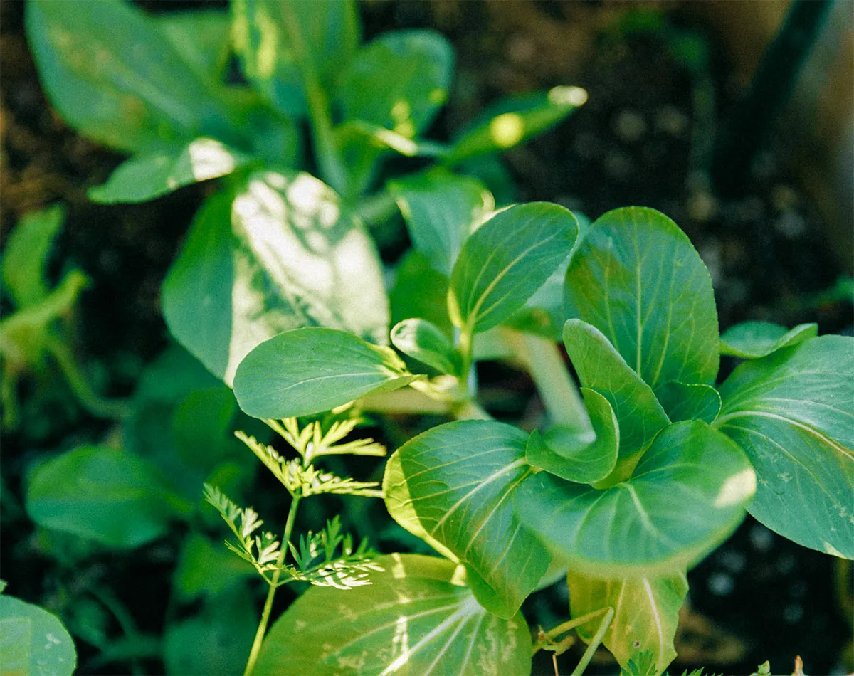 Verdure asiatiche