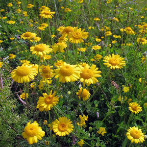 Camomilla dei tintori (Anthemis tinctoria) semi
