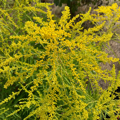 Pannocchie giallo oro della verga d'oro (Solidago)