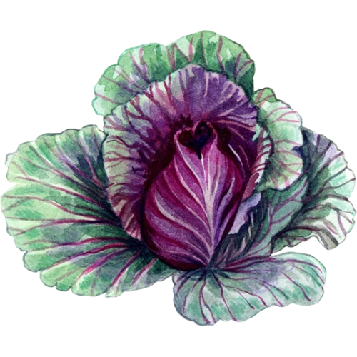 Cavoli